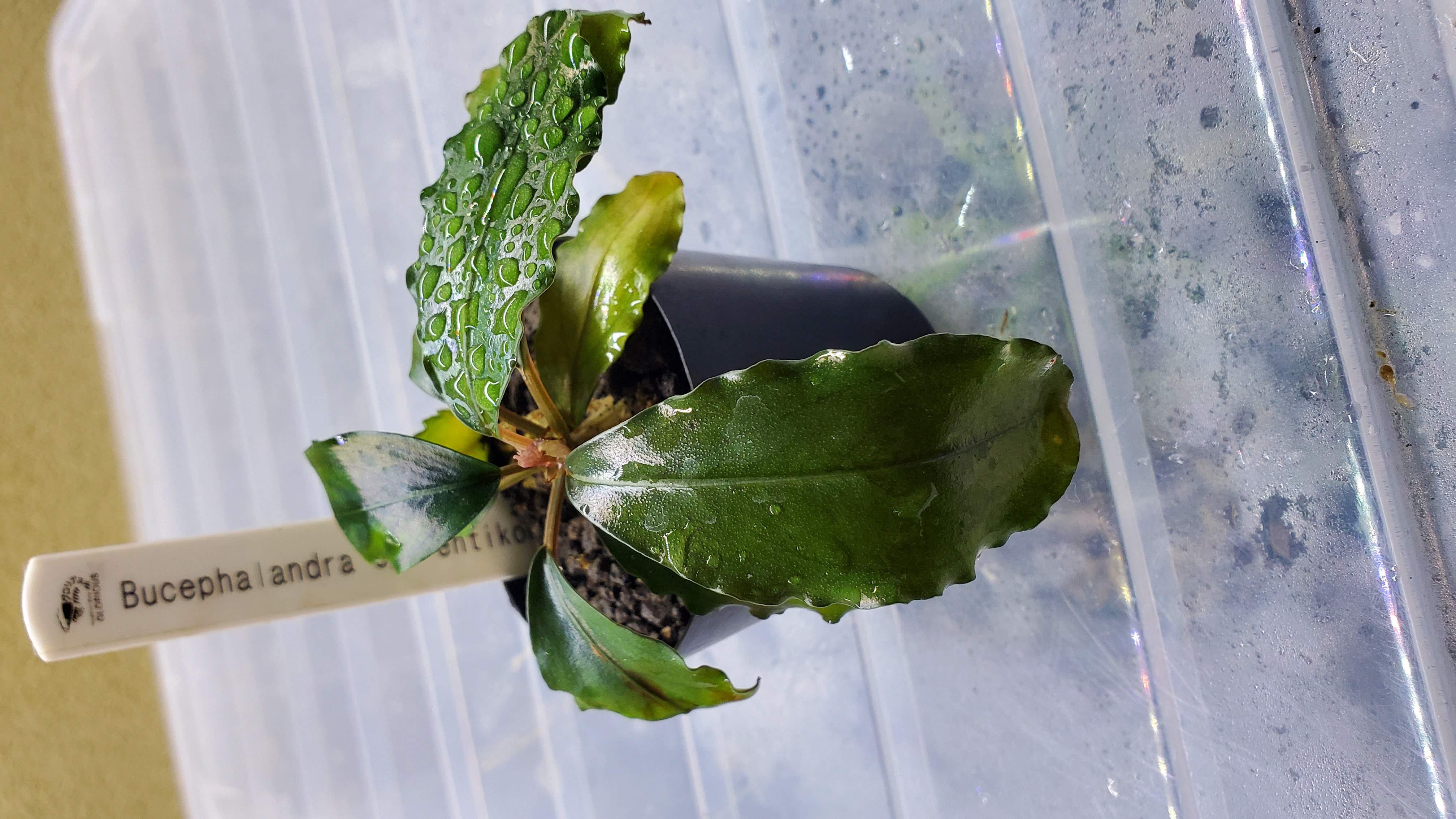 ア*イ様 ブセファランドラsp. Entikong 20 ア*イ様 ブセファランドラsp