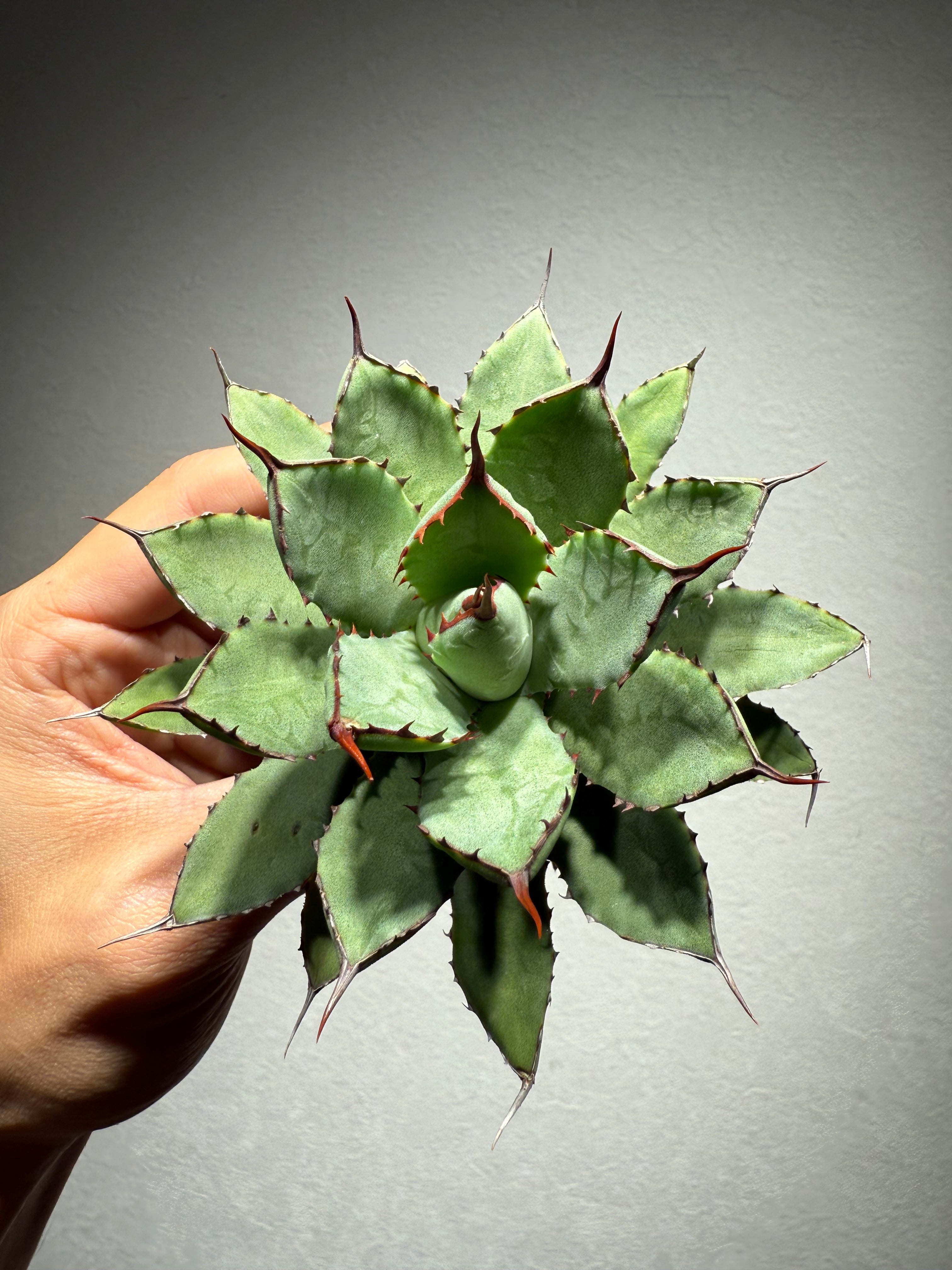 1ペア】パルナシウス・アポロ（モンゴル産） 1ペア】パルナシウス