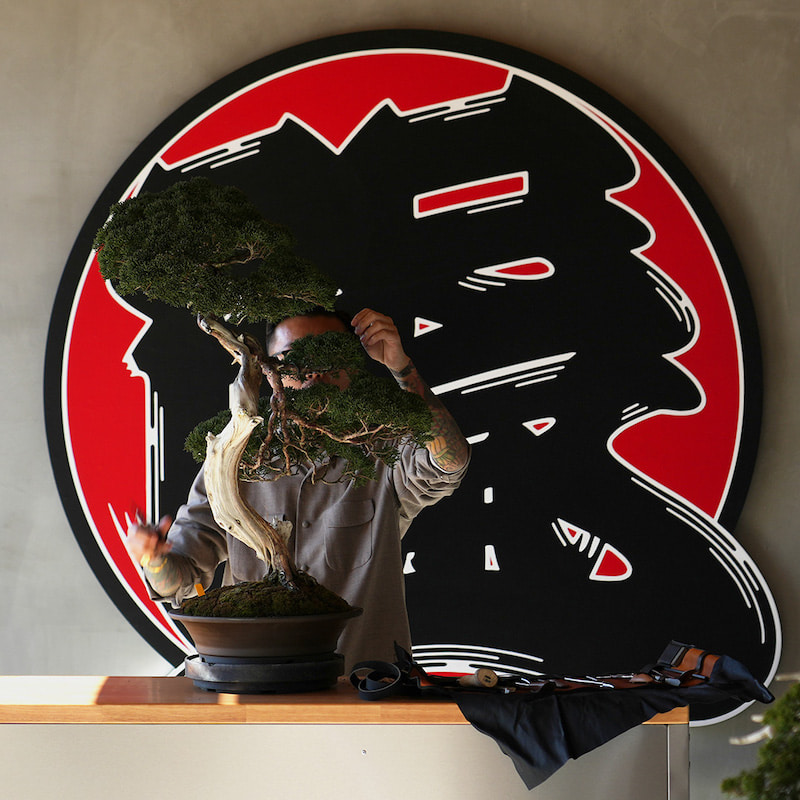 A pop-up shop with a wide selection of TRADMAN'S BONSAI bonsai and