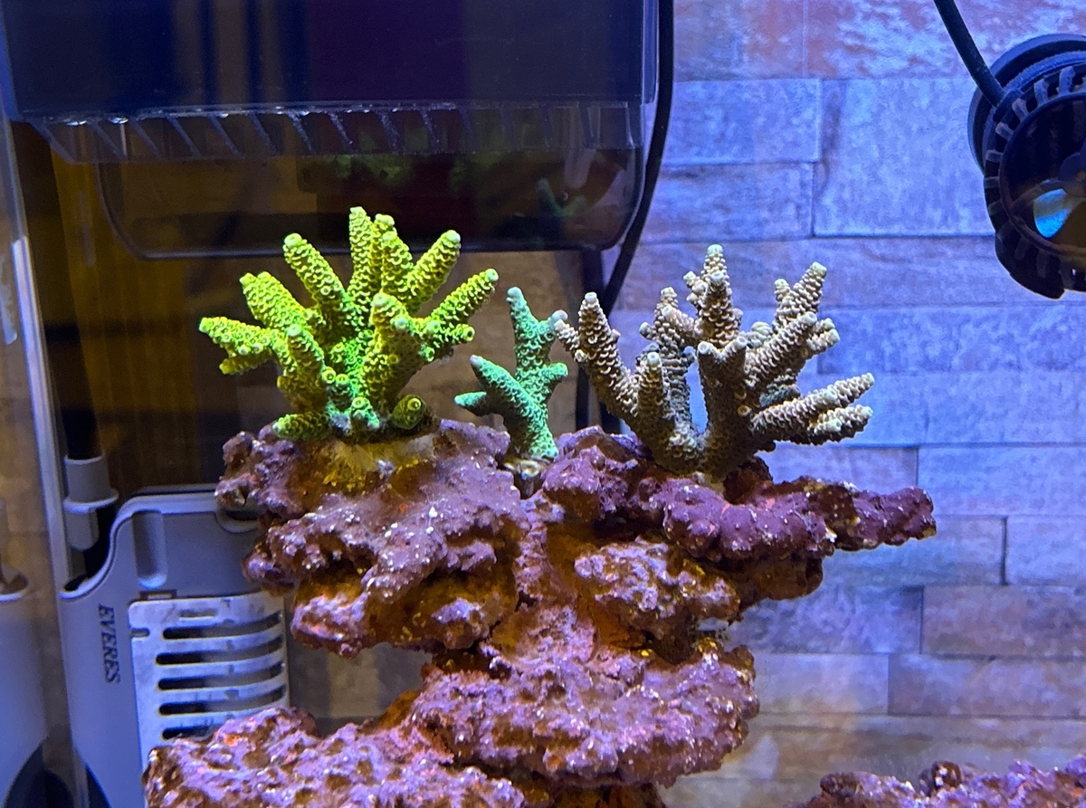 海水30cmキューブハイ水槽でミドリイシに挑戦 - 淡水海水30cm生活