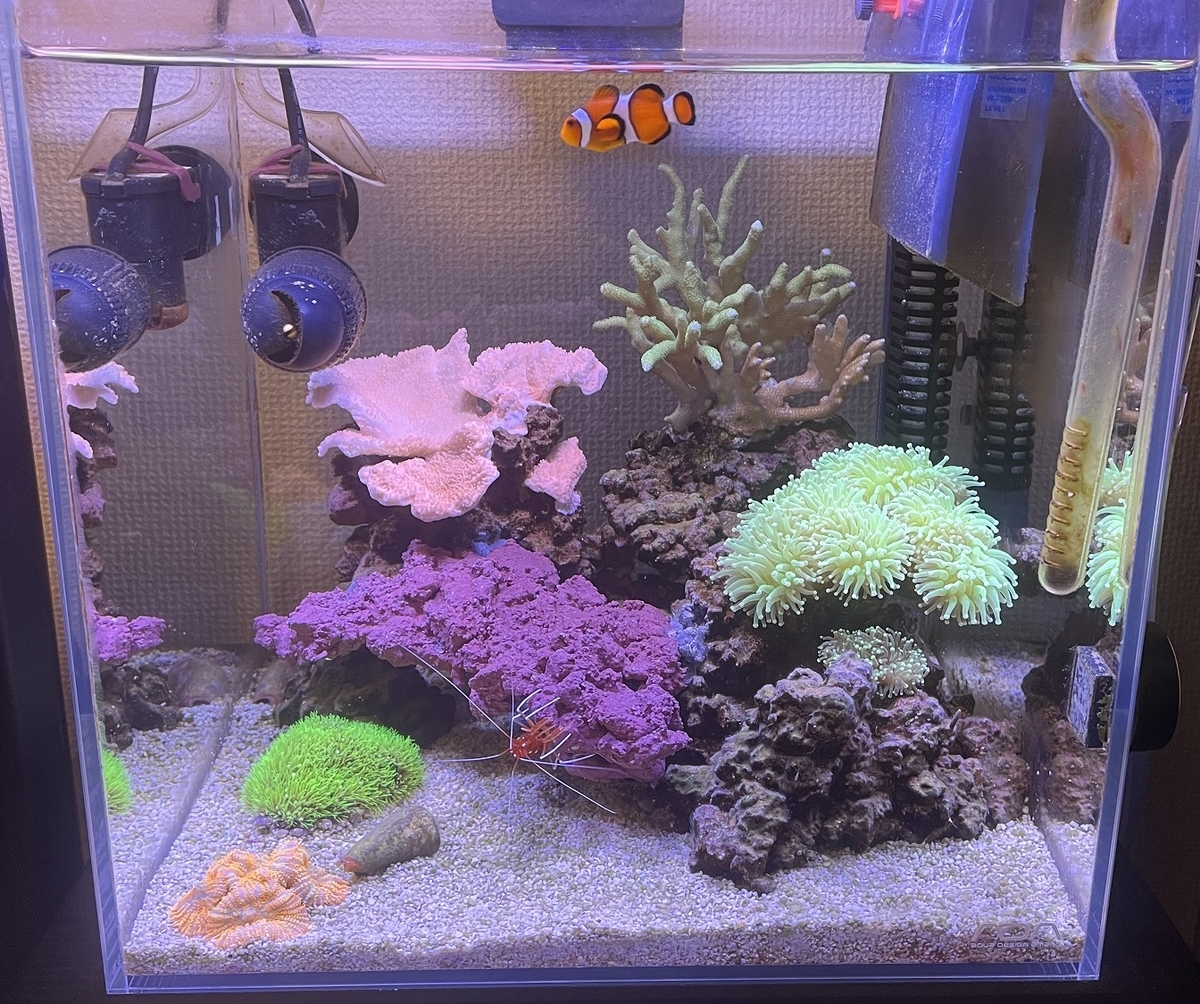 ライブロックの追加 - 淡水海水30cm生活