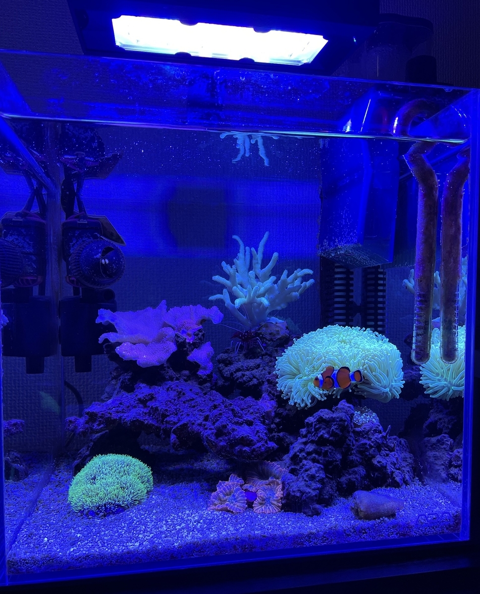 ZOOX Reef Nano2 LED水槽ライト