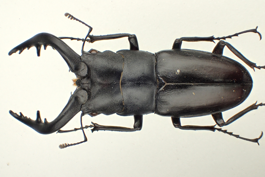 貴重なクロシマノコギリ63ミリペア（黒島） 【公式通販】