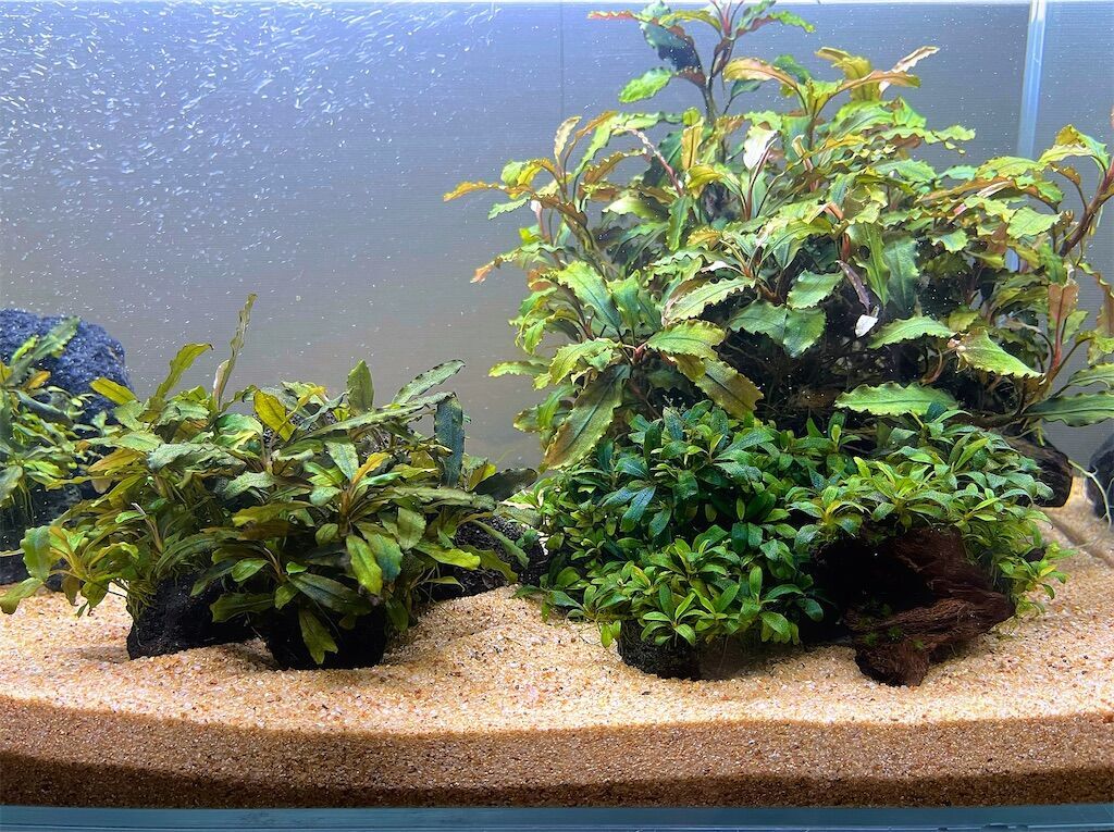 ブセファランドラ・クダガン(1.2.grow)群生株 ブセファランドラ