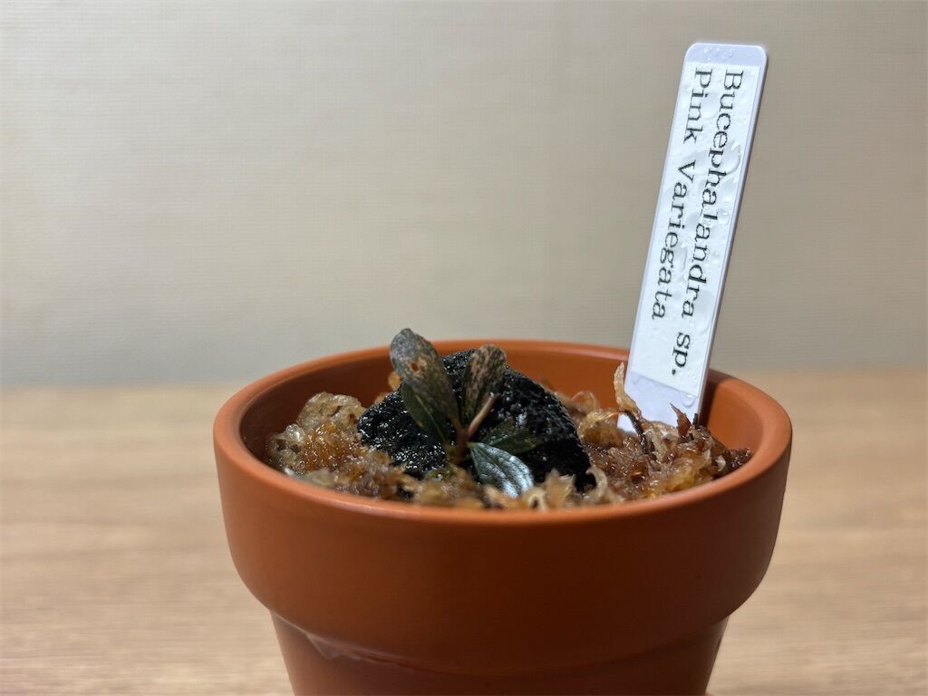 陰性水草【ブセファランドラ】Pink Variegata ピンクバリエガータ