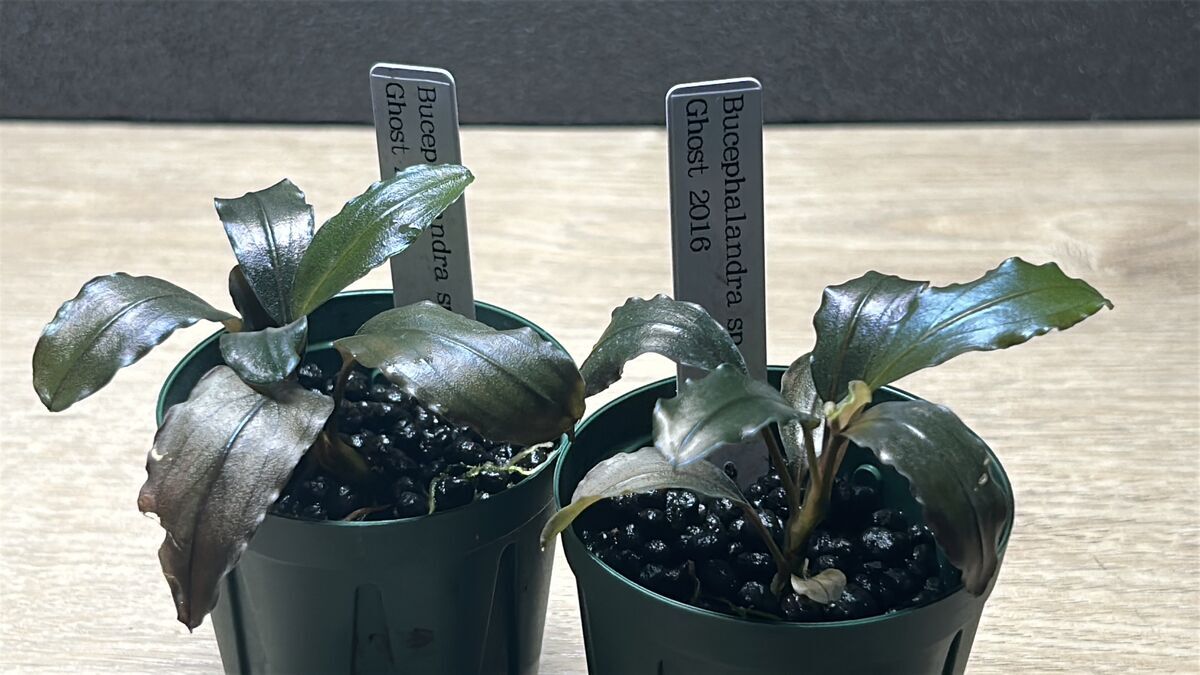 Bucephalandra sp.Ghost kalimantan 水上株 ブセファランド ラ sp