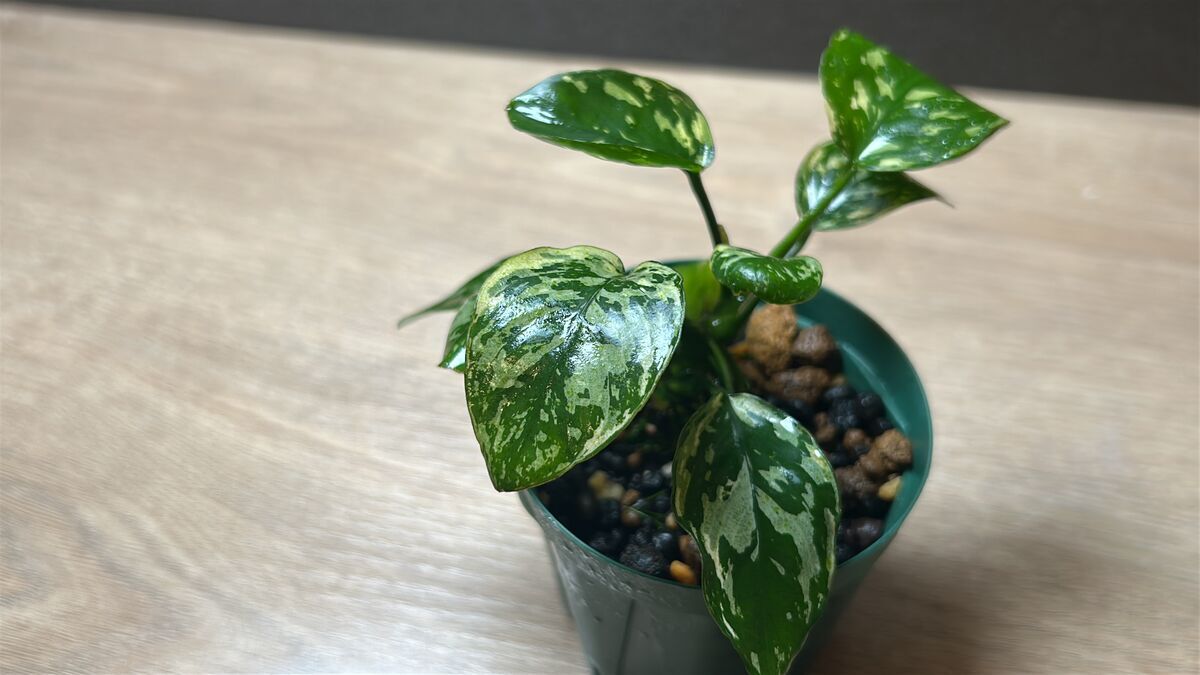 アヌビアスナナ 斑入りキング Anubias Variegated King アヌビアスナナ