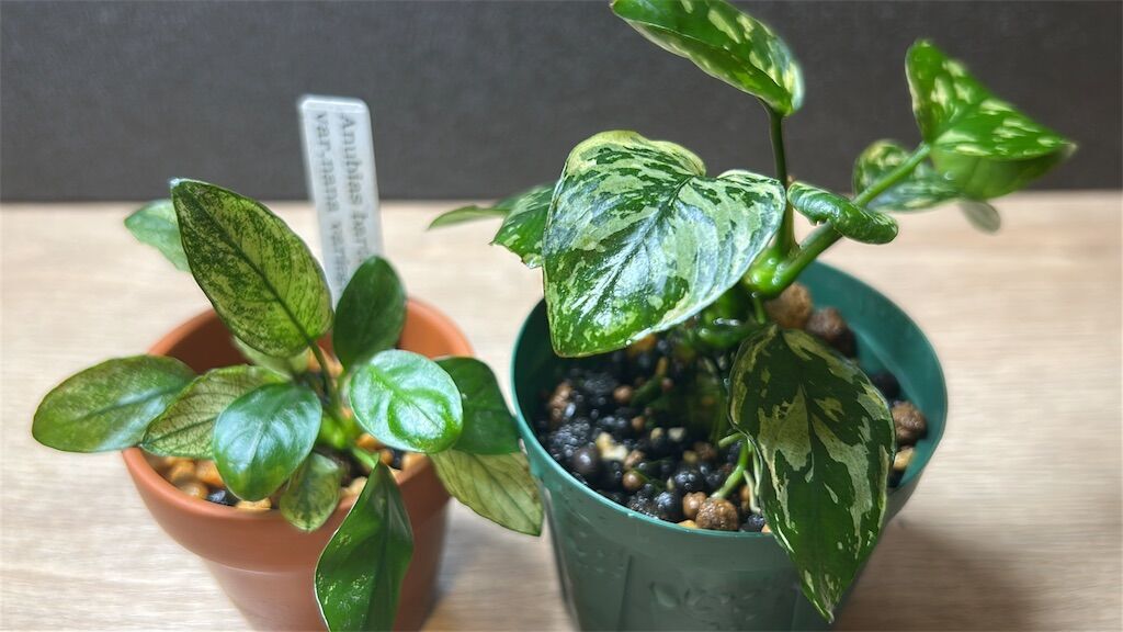 アヌビアスナナ-斑入りキング(Anubias Variegated King) 美しすぎる激