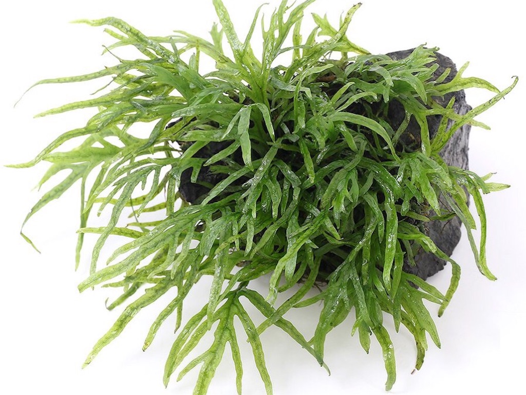 ボルビディスヒュディロティ ミクロソリウムトライデント