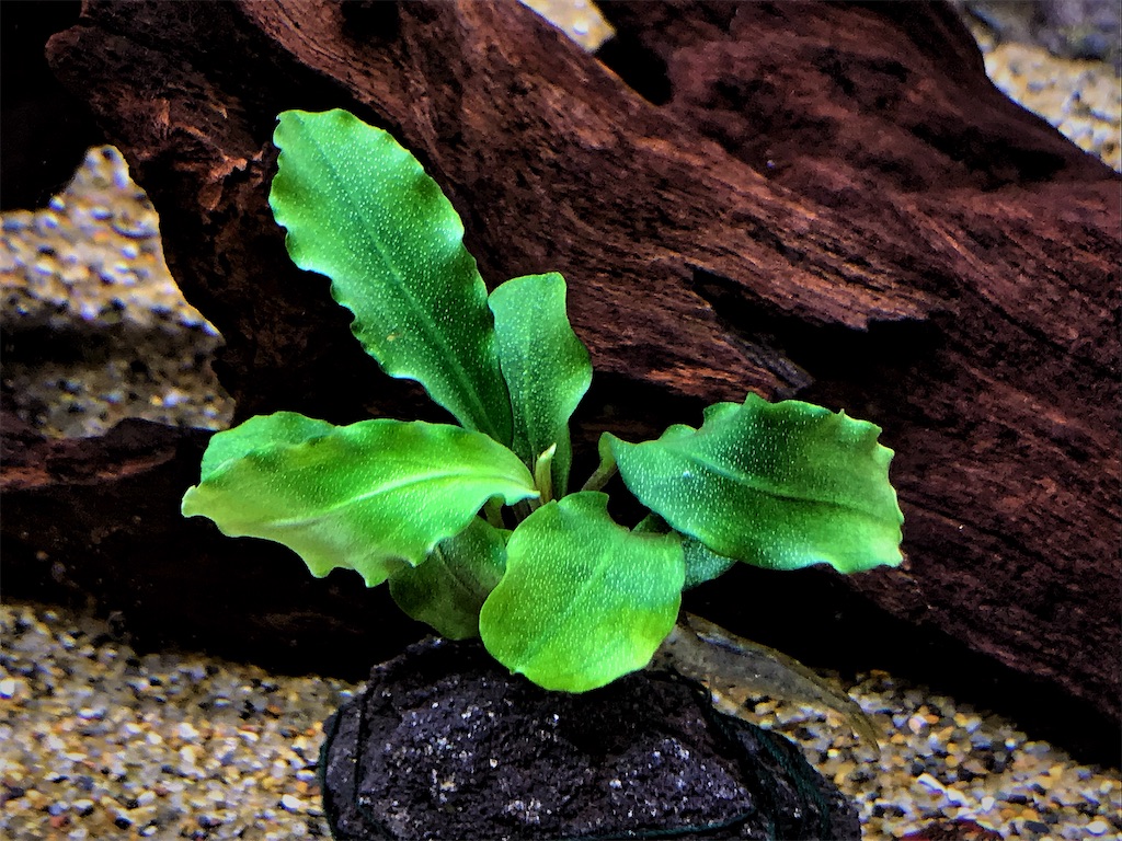 J*y様 水中葉 ブセファランドラ グリーンウェービー斑入 J*y様 水中