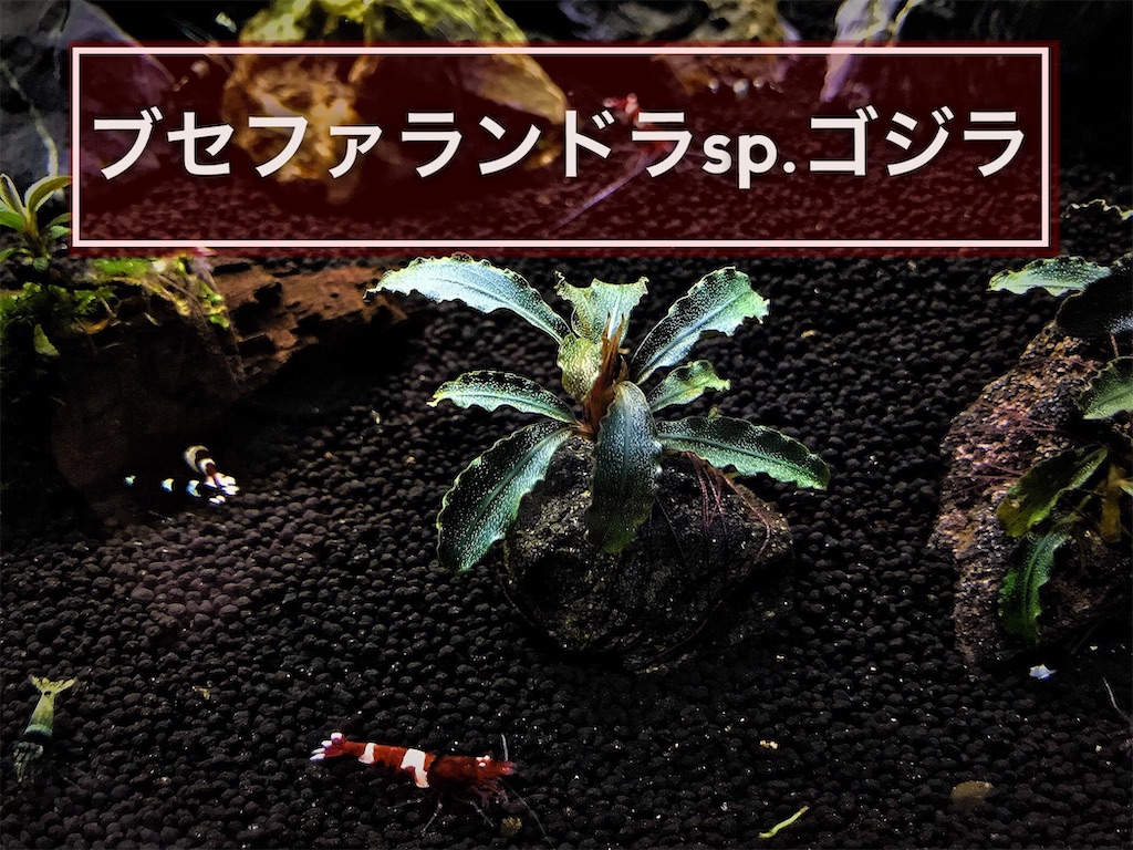 ブセファランドラsp.ゴジラの育て方・特徴・増やし方・活着 - たなごGo！