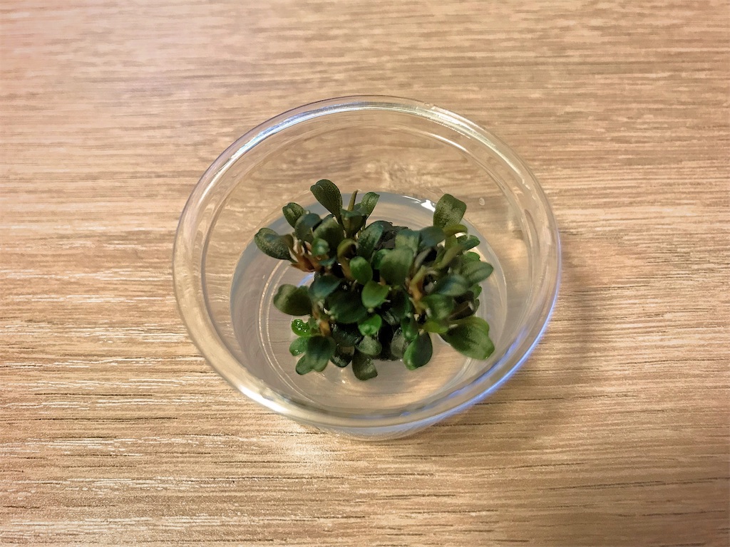 ブセファランドラsp.クダガンミニの育て方・株分け・活着方法 - たなごGo！