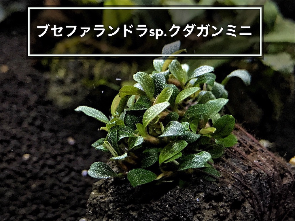 たっちゃん、ブセファランドラ クダガン 大量 ブセファランドラ