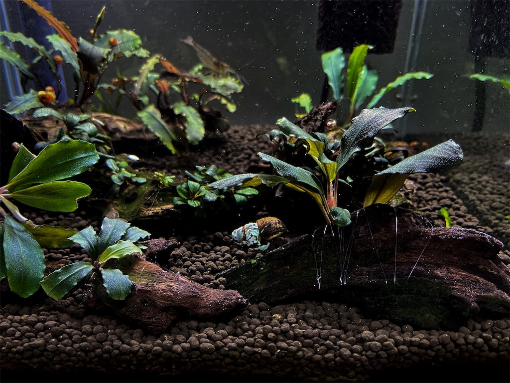 ブセファランドラ まとめ売り まとめ出品-ブセファランドラ スケルトン