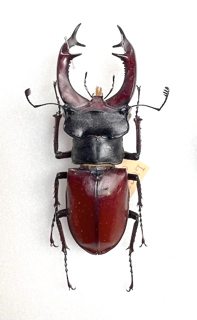 Lucanus cervus tauricus Motschulsky, 1845 タウリクスヨーロッパ