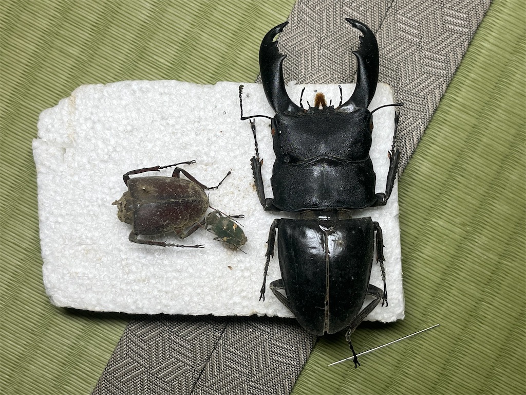 昆虫標本の保管の仕方&標本箱の紹介 #昆虫標本 #ドイツ箱 #標本