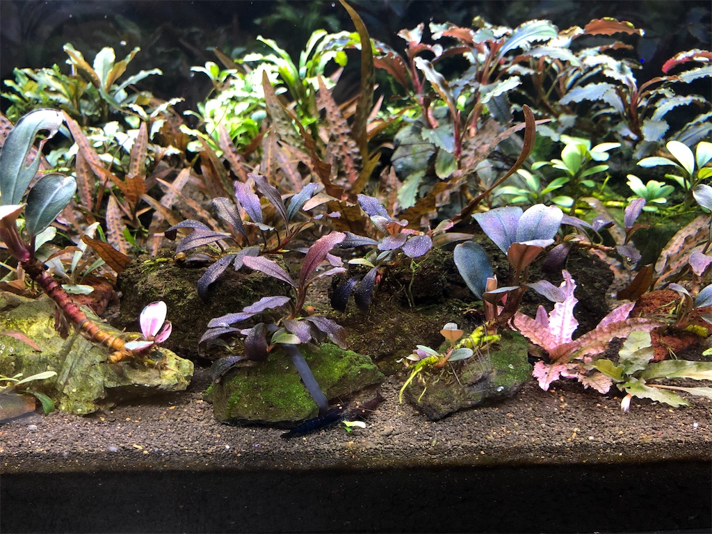 ブセファランドラ ブセファランドラカリマンタン西 西カリマンタン