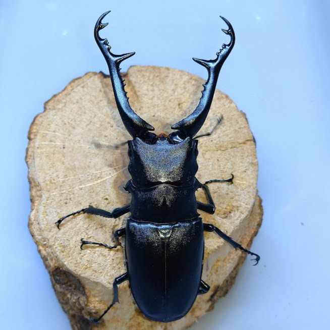 ギラファノコギリクワガタ 亜種keisukei スンバワ島産 WF1 飼育記