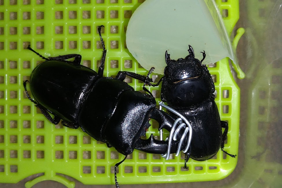 ミンダナオヒラタクワガタ WF1 飼育記 - きれいで簡単にふえるやつがすき