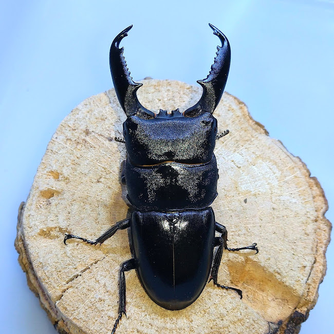 ミンダナオヒラタクワガタ WF1 飼育記 - きれいで簡単にふえるやつがすき