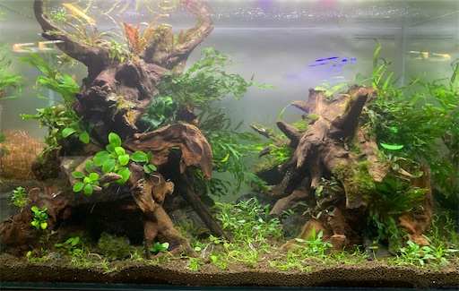 むーん陰性水草レイアウト流木 60センチ水槽用ブランチウッド3種 60cm