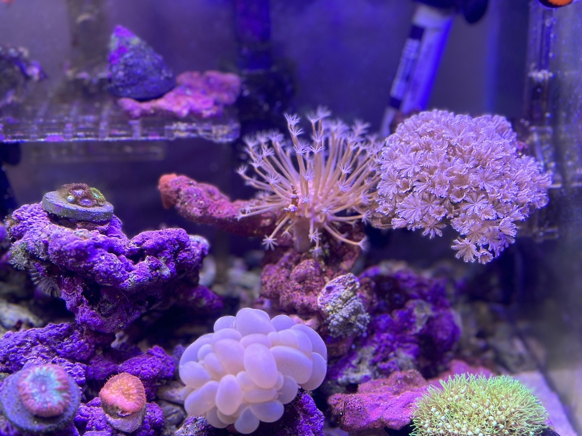 アクアリウムトールマンで人工ライブロックを受注レイアウトしてもらっ