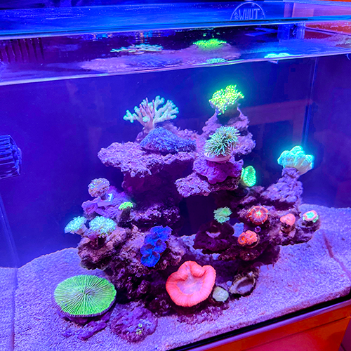 人工ライブロック RR78 アク抜き済み安心塗料使用