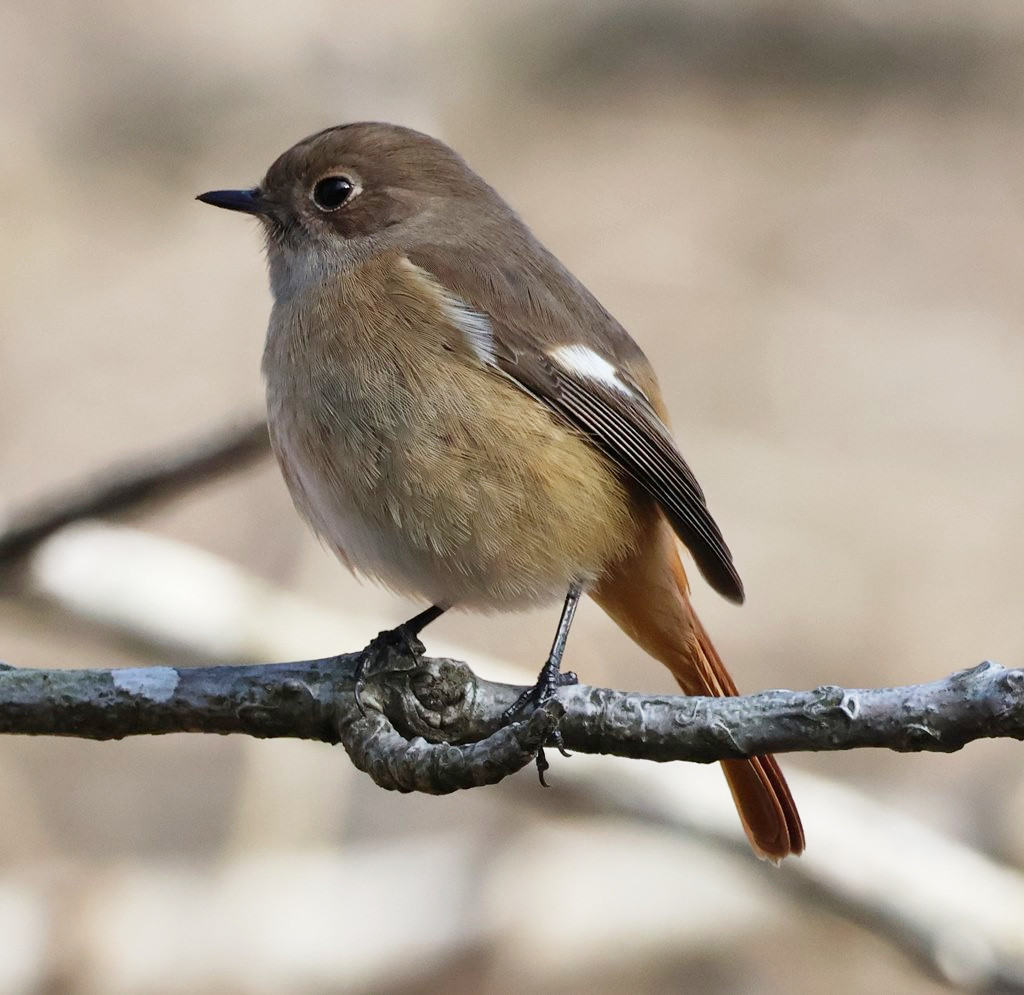 3823 外国切手 イエメンアラブ共和国 1966年 動物 鳥 ウサギ 馬 3種