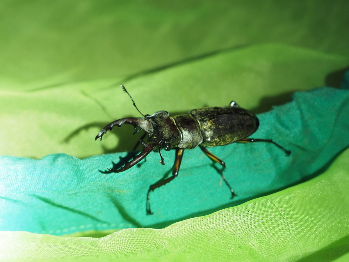 クワガタ・カブトムシ採集の基礎。成果を上げる探し方と道具などの