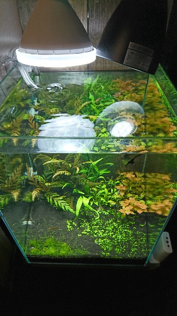 ADA アクアスカイ LEDライト 60cm水槽用