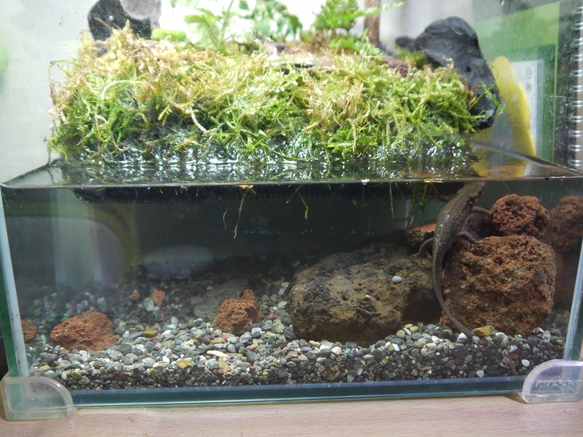 アマガエル×アカハライモリのアクア・テラリウムを作ってみた！作り方