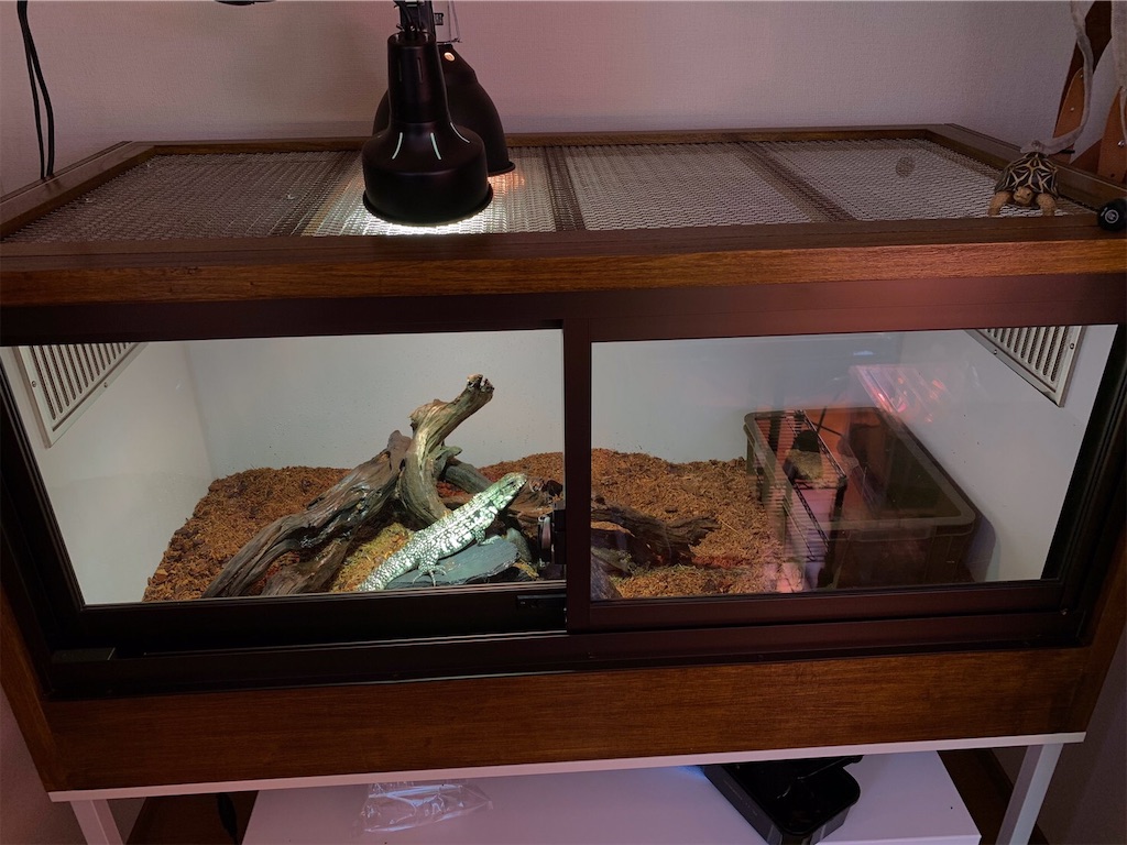 爬虫類 ゲージ レイアウト 【公式通販】