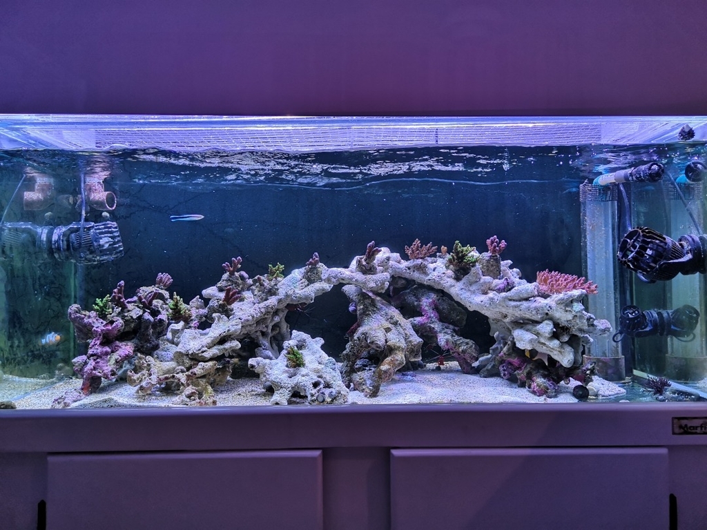 サンゴ付きレイアウトロック ライブロック 海水魚 マリンアクアリウム