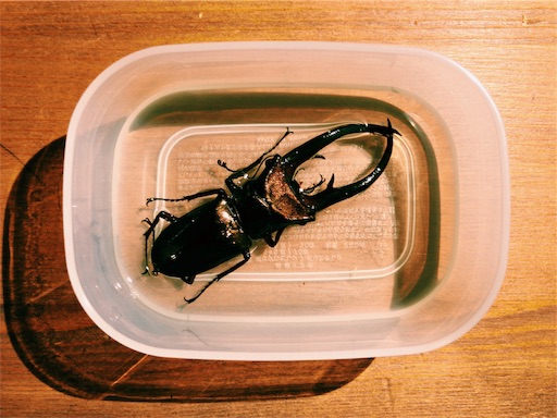 特大エラフスホソアカクワガタ（美麗個体）標本