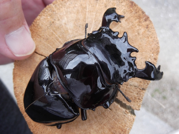 タランドゥスツヤクワガタ(029) タランドゥスオオツヤクワガタ ♂ 76.5