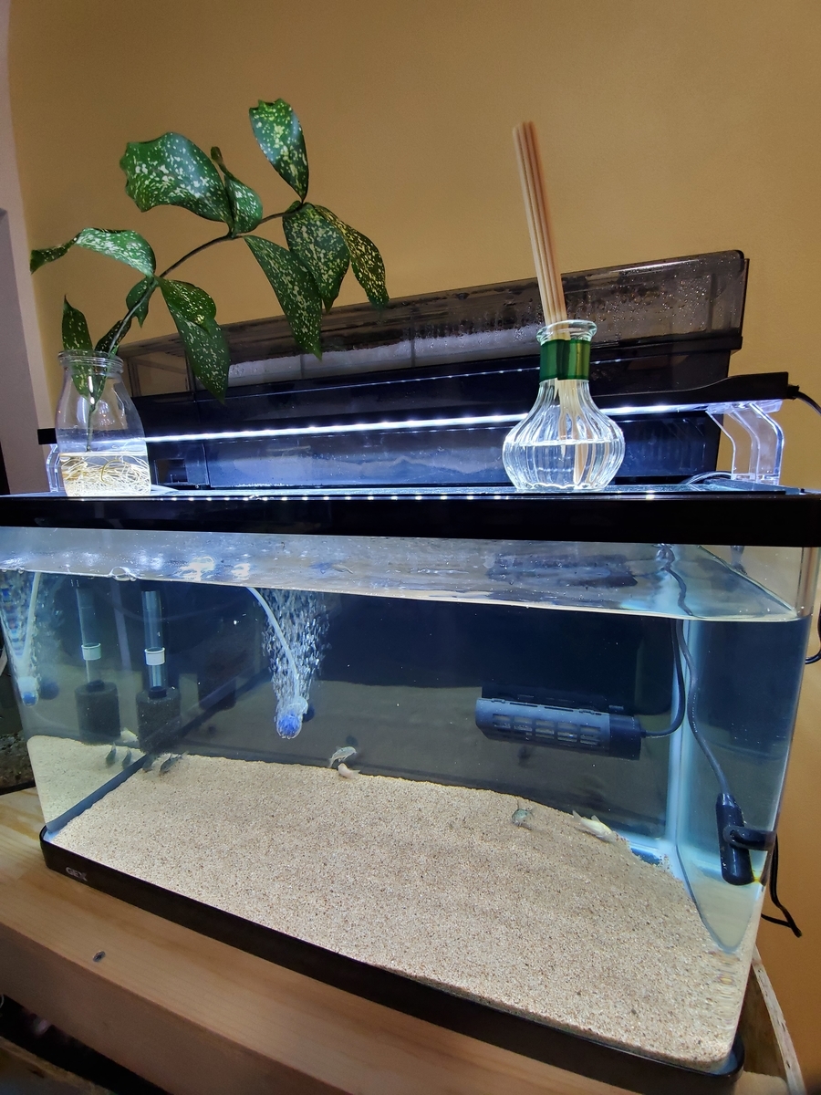 GEX 60cm曲げガラス水槽セット