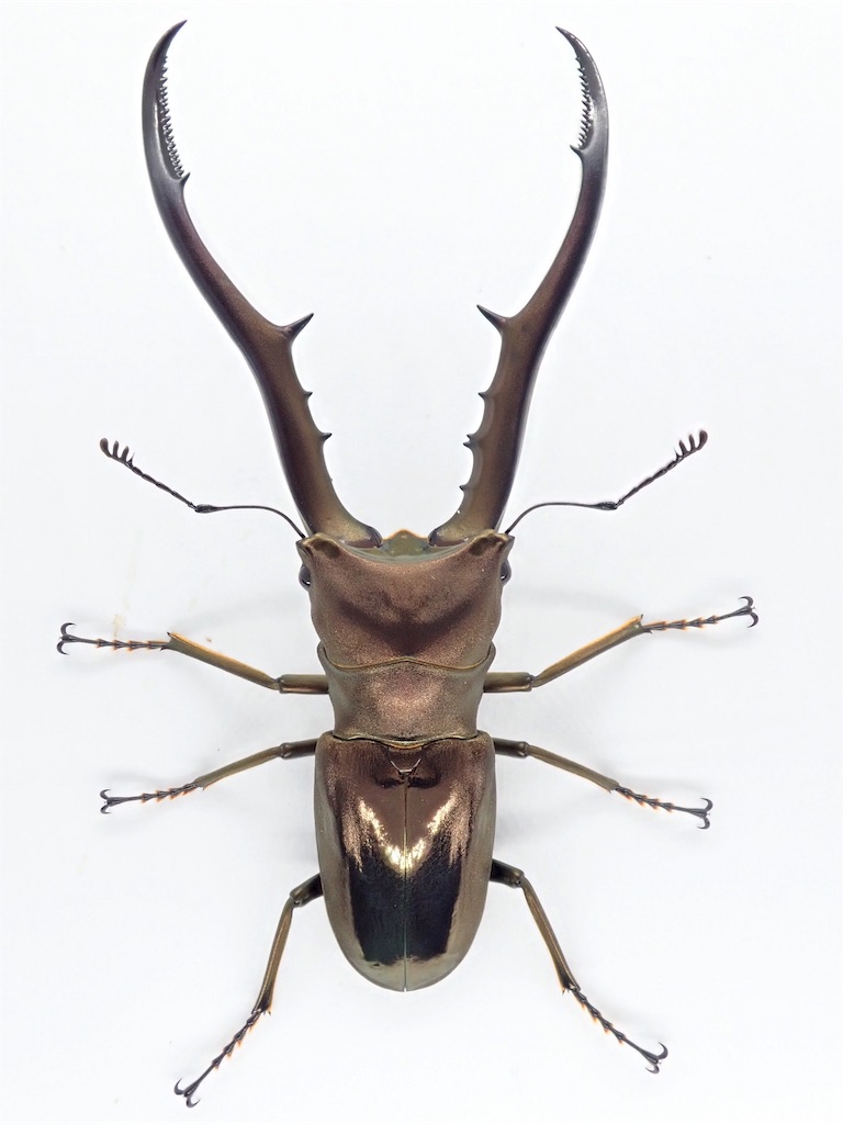 メタリフェルホソアカクワガタ（ペレン島産）WF1 飼育記録まとめ