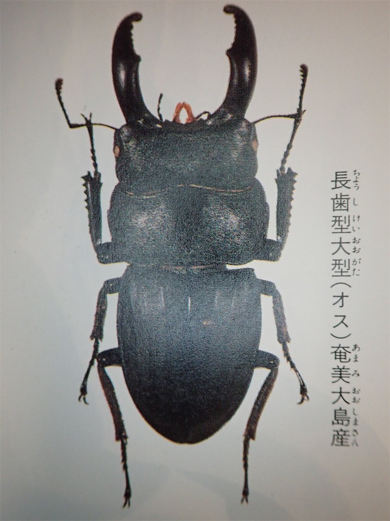 スジブトヒラタクワガタ（奄美大島奄美市/旧 笠利町産）CB 飼育記録