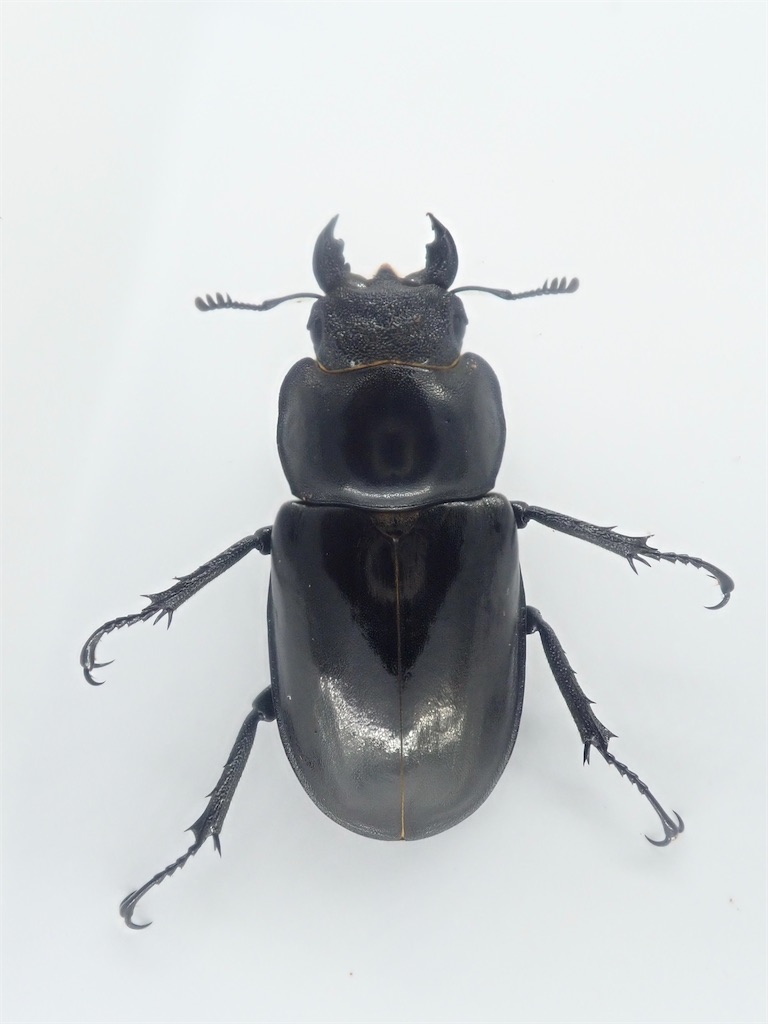 タカサゴミヤマクワガタ（中華民国宜蘭県大同郷思源唖口産）WF1 飼育