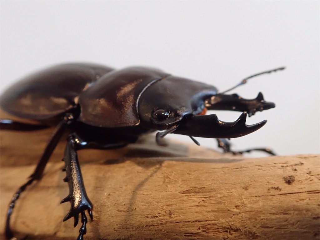 石垣 ヤエヤママルバネ ヤエヤママルバネ57.9ミリペア（西表島