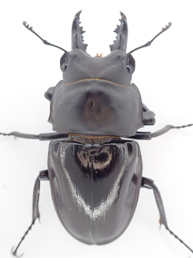 アマミマルバネクワガタ (鹿児島県徳之島天城岳産）CBF1 飼育記録