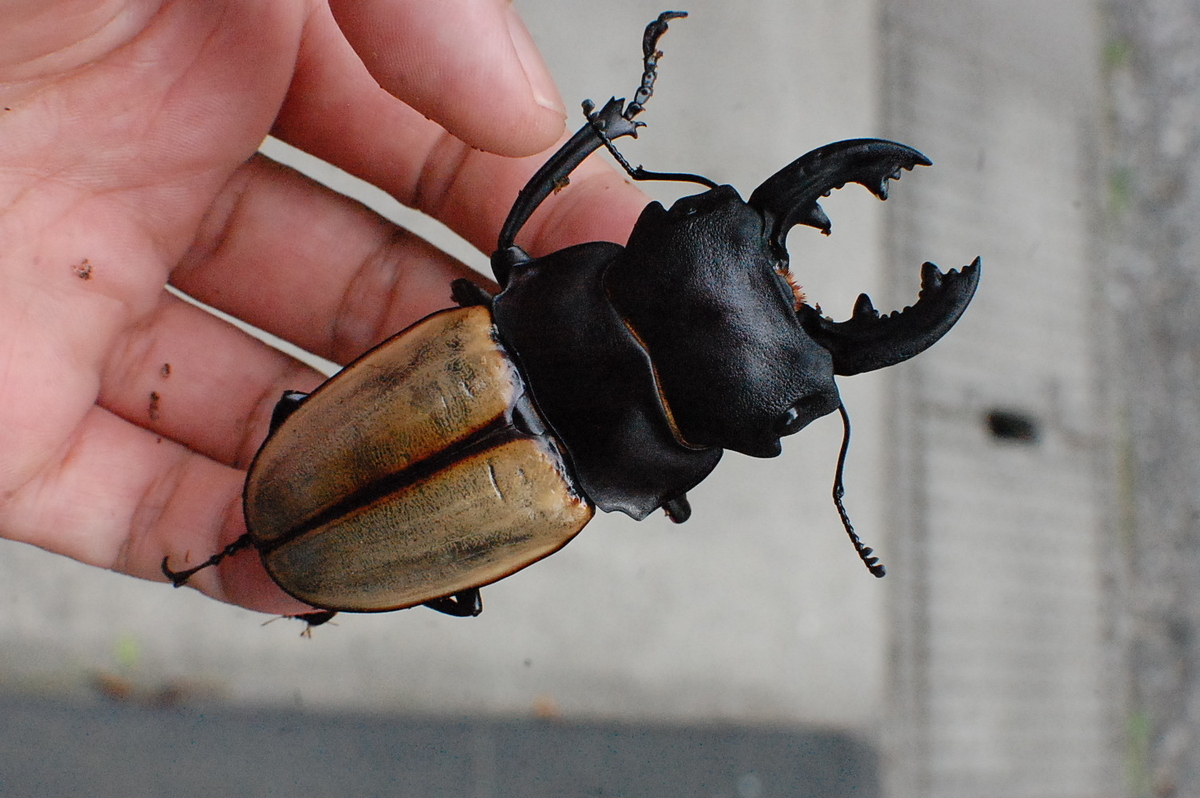 カステルナウツヤクワガタ（インドネシア共和国ベンクール州産）WF1