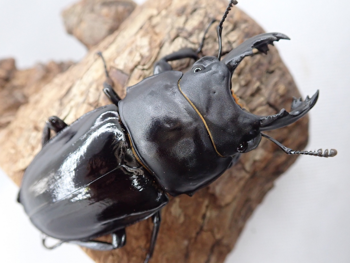 アマミマルバネクワガタ(徳之島産)♂1頭 徳之島 アマミ