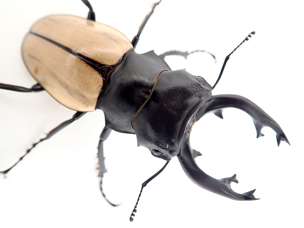 モウホツヤクワガタ エレガンス （タイ王国ターク県産）CB 飼育記録