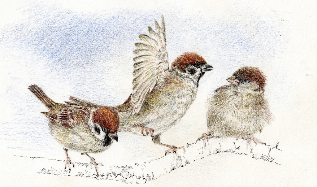 愛らしすずめ - お絵描きeveryday