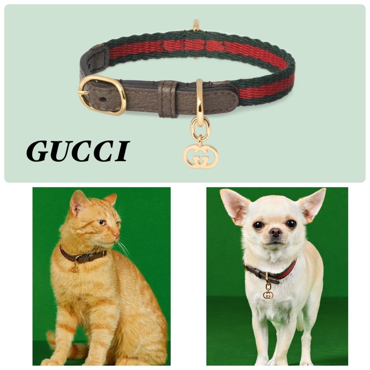 愛犬、愛猫に☆GUCCI☆Extra-smallペットカラー【直営店】12㎜ (GUCCI