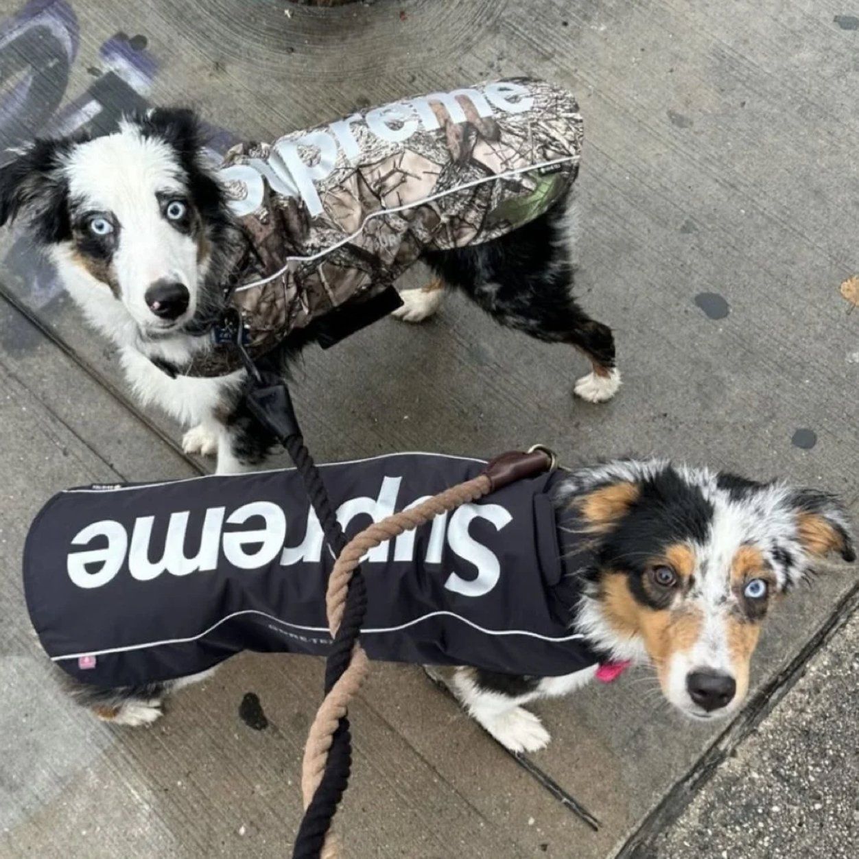 FW24 Supreme GORE-TEX Dog Jacket - ドッグ ジャケット (Supreme