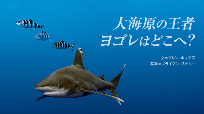 海のハンター 大海原の王者 ヨゴレはどこへ？ | ナショナル ジオ