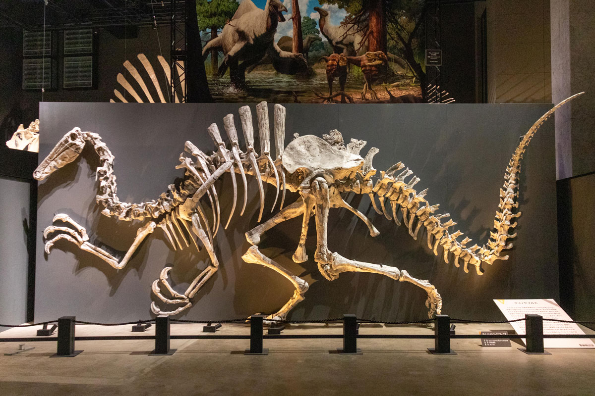 福井の恐竜4種から進化に迫る！ 特別展「獣脚類2025」の見どころを研究