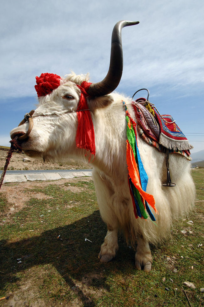 2013年中国新疆放浪記031・青海散策之壱・日月山の青空と牦牛(ヤク